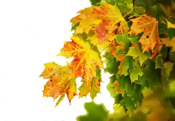 Photo effect from category Autumn № 114235 Photo effect from category Autumn № 114235
