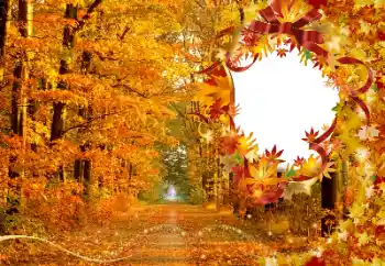 Photo effect from category Autumn № 174120