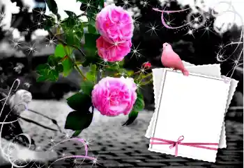 Photo effect from category Wedding frames № 12847 Photo effect from category Wedding frames № 12847